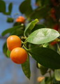 راهنمای نگهداری و پرورش گل و گیاهان زینتی - پرتقال زینتی